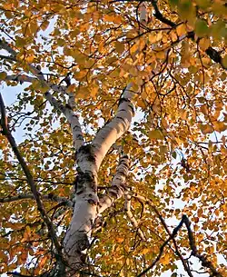 Birch