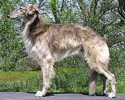 Brown dog with medium-length coat