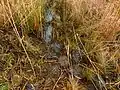 Mire, east area