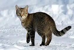 A felis catus