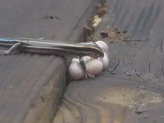 Female skink with eggs