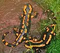 Orange morph