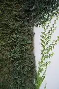 Habit on a wall