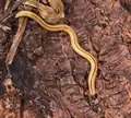Bipalium vagum from Guadeloupe