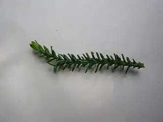 A branchlet with adult leaves.