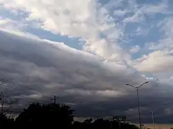 Stratocumulus stratiformis