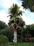 At Jardin Botanique de Deshaies, Guadeloupe
