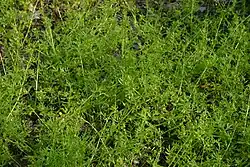Mature plants