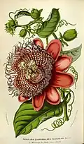 Louis van Houtte,1853