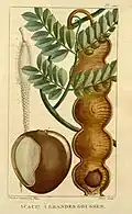 Botanical illustration from 1827