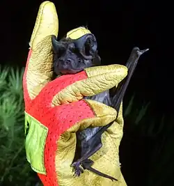 Black bat