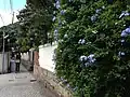 Growing on a fence in Kobe