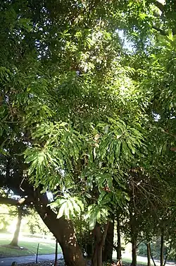 Foliage