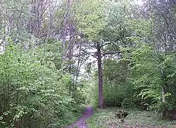 Combs Wood