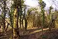 Lashford Lane Fen