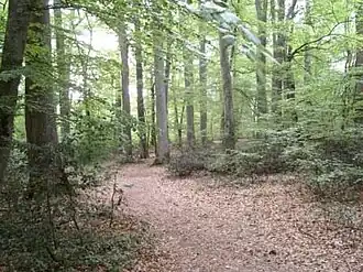 The forest of Tronçais