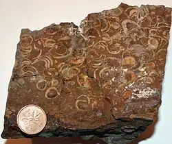 Fossil Cardiidae shells (Late Cretaceous, Alberta, Canada) with one Canadian cent coin for size comparison