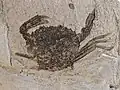 Crab Portofuria enigmatica, Stolleklint Clay