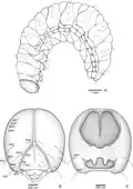 Fourth-instar larva
