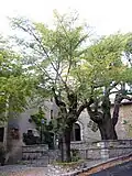 Elm (left) and nettle tree in front of the church at Fox-Amphoux