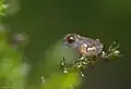 Freshly hatched froglet