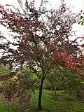 Fall color
