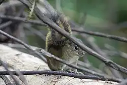 Gray squirrel