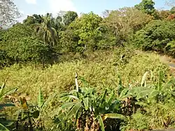 Rural landscape