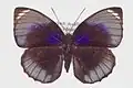 Agrias amydon phalcidon upperside