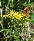 Comma, Polygonia c-album, on ragwort, showing white 'comma' mark