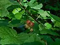 Redcurrant, Ribes rubrum, from the railwaymen's gardens that were once here