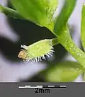 Fruit