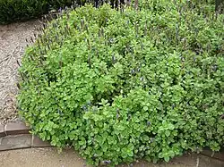 Coleus neochilus
