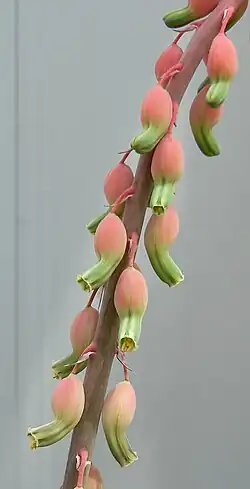 The smaller, rounded Gasteria disticha flowers