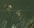 Geoglossum difforme paraphyses, 800X total magnification.