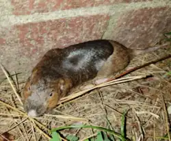 Multicolored brown gopher