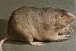 Brown gopher
