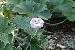 A pink and white flower