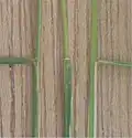The ligule is very short and blunt.