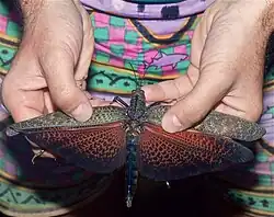 The red wings typical of this species