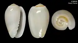 Shell specimen