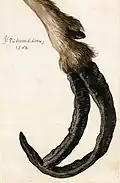 Padded hooves of a domestic goat