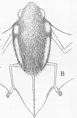 Drawing of bat