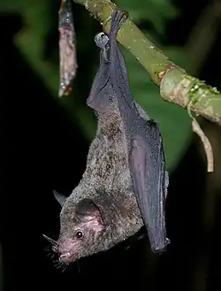 Brown bat