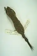 Brown squirrel