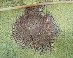 Underside view of a "Juglans regia" leaf infected by "G. leptostyla"