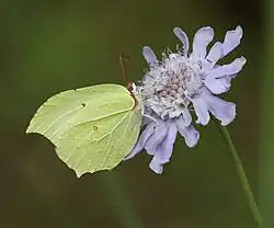 Gonepteryx mahaguru