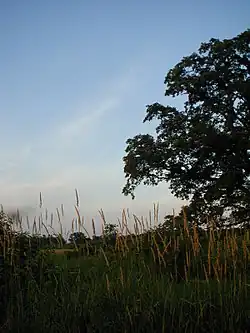 Lone prairie oak
