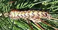 4th instar