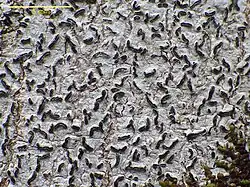 White tree bark with many thick black lines and squiggles embedded in it